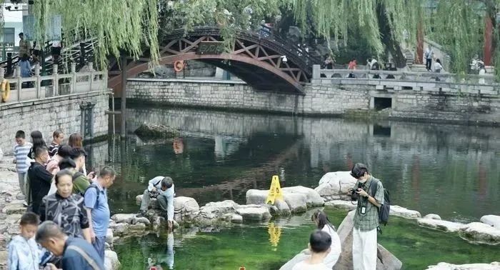 泉涌荷開正當時?,盛夏的濟南甚“荷”我意